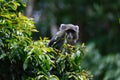 Closeup shot of a Samango monkey looking at the camera sitting behind the green bush