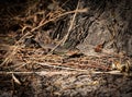 Closeup shot of a sand lizard (Lacerta agilis) crawling in the forest Royalty Free Stock Photo