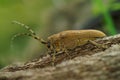 Closeup shot of a Saperda Carcharias - long horn beetle on a tree