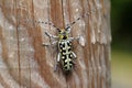 Closeup shot of a saperda scalaris on a tree Royalty Free Stock Photo
