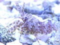 Closeup shot of the Saron marmoratus shrimp in the fish tank