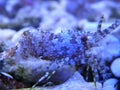 Closeup shot of the Saron marmoratus shrimp in the fish tank