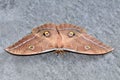 Closeup shot of a saturniids (Saturniidae) moth