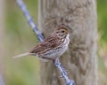 Closeup shot of a savanna sparrow perched on barbed wire - Passerculus sandwichensis Royalty Free Stock Photo