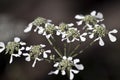 Closeup shot of Scandix Verna flower