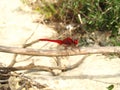 Closeup shot of a Scarlet Dragonfly sitting on a twig Royalty Free Stock Photo
