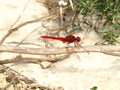 Closeup shot of a Scarlet Dragonfly sitting on a twig Royalty Free Stock Photo