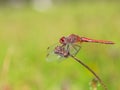 Closeup shot of scarlet skimmer dragonfly on plant against blur background Royalty Free Stock Photo