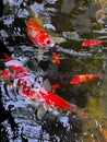 Closeup shot of a school of Kohaku fish swimming in the pool in the daylight