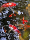 Closeup shot of a school of Kohaku fish swimming in the pool in the daylight