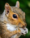 Closeup shot of a Sciurus (bushy-tailed squirrel)