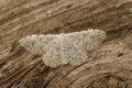 Closeup shot of a scopula submutata moth on brown tree trunk