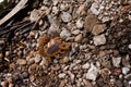 Closeup shot of scorpion isolated on ground