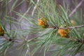 Closeup shot of a Scotch pine branch