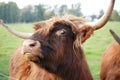 Closeup shot of Scottish highland bull in the field Royalty Free Stock Photo