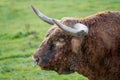 Closeup shot of Scottish highland bull in the field Royalty Free Stock Photo