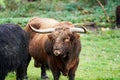 Closeup shot of Scottish highland bulls in the field Royalty Free Stock Photo