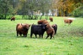 Closeup shot of Scottish highland bulls in the field Royalty Free Stock Photo