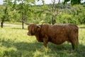 Closeup shot of a Scottish Highland cattle standing in the shadow, surrounded by trees Royalty Free Stock Photo