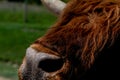 Closeup shot of a Scottish highlander cattle during daytime Royalty Free Stock Photo