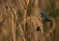 Closeup shot of a scrub jay bird wit a blurred background Royalty Free Stock Photo