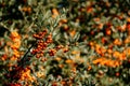 Closeup shot of sea buckthorns (Hippophae) in the garden