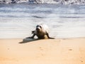 Closeup shot of sea lion on the shore Big Sur in California, USA Royalty Free Stock Photo