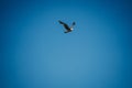 Closeup shot of a seagull flying high in the blue sky over the Morro Bay, California Royalty Free Stock Photo