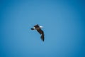 Closeup shot of a seagull flying high in the blue sky over the Morro Bay, California Royalty Free Stock Photo