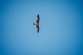 Closeup shot of a seagull flying high in the blue sky over the Morro Bay, California Royalty Free Stock Photo