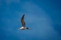 Closeup shot of a seagull flying high in the blue sky over the Morro Bay, California Royalty Free Stock Photo