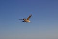 Closeup shot of a seagull flying over blue sky Royalty Free Stock Photo