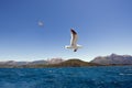 Closeup shot of a seagull flying over a calm blue sea with hills on the background Royalty Free Stock Photo