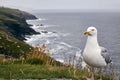 Closeup shot of a seagull in slea head drive Royalty Free Stock Photo