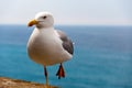 Closeup shot of a seagull standing with one leg on a stone with the sea on the background Royalty Free Stock Photo