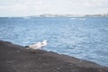 A closeup shot of a seagull standing with one leg on a stone with the sea on the background Royalty Free Stock Photo