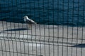 Closeup shot of a seagull standing on a stone border near the sea on an iron net foreground