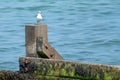 Closeup shot of a seagull standing on stone with the sea on the background Royalty Free Stock Photo