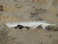 Closeup shot of a seagull white feather on the beach wet sand Royalty Free Stock Photo