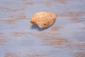 Closeup shot of a seashell isolated on a softly painted background