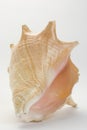 Closeup shot of a seashell isolated on a white background Royalty Free Stock Photo