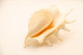 Closeup shot of a seashell isolated on a white background Royalty Free Stock Photo