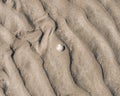 Closeup shot of a seashell on a sandy beach in Balbriggan, Ireland Royalty Free Stock Photo