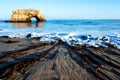 Closeup shot of seaweed washed ashore on the Natural Bridges State Beach in Santa Cruz, California Royalty Free Stock Photo