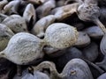 Closeup shot of seeds of prosopis juliflora tree Royalty Free Stock Photo