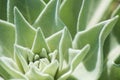 Closeup shot with selective focus on green velvet Echeveria succulent plant leaves.