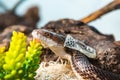 Pet Rat Snake shedding skin next to plant Royalty Free Stock Photo