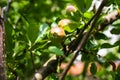 Closeup shot of semi-ripe apples on a branch in sun rays