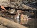 Closeup shot of semipalmated plover Royalty Free Stock Photo
