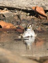 Closeup shot of semipalmated plover Royalty Free Stock Photo